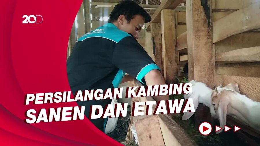 Jual Susu Kambing, Pemuda Majalengka Untung Rp 8 Juta per Bulan
