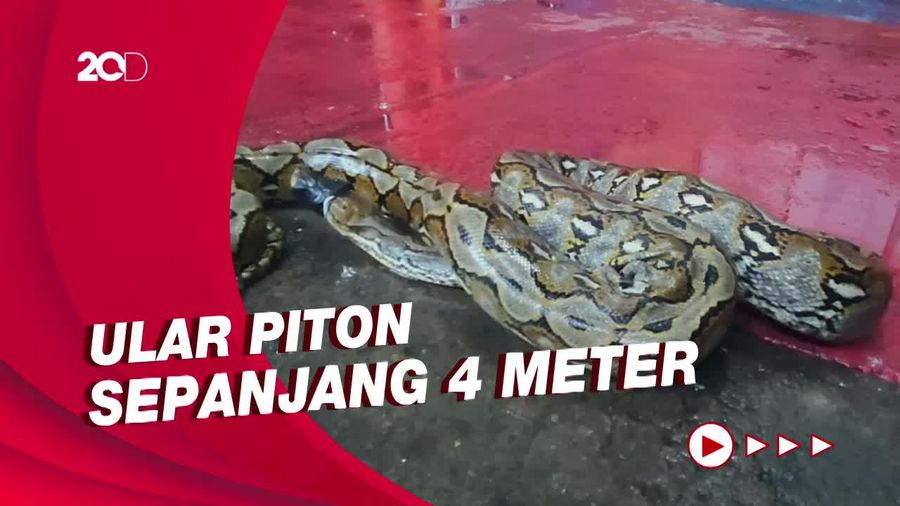 Petugas Damkar Evakuasi Ular Piton yang Bersarang di Mesin Mobil