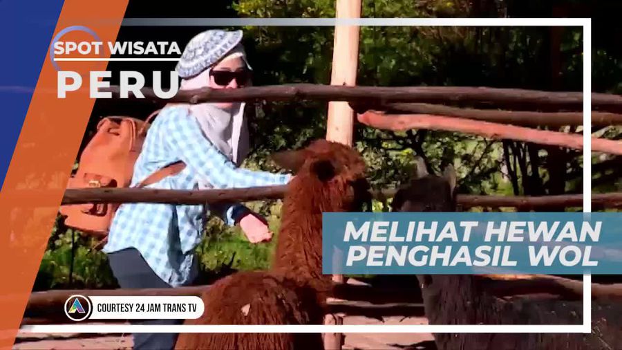 Vikuna, Satwa Sejenis Rusa Penghasil Wol Terbaik, Peru