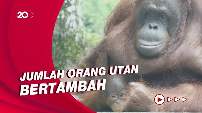 Gemasnya Parti Kejora, Bayi Orang Utan Kalimantan di Serulingmas Zoo