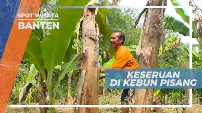 Tebang Panen Pohon Pisang, Banten