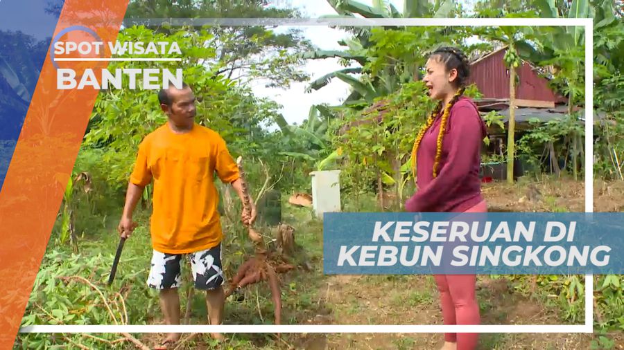 Panen Singkong yang Penuh Keseruan, Banten
