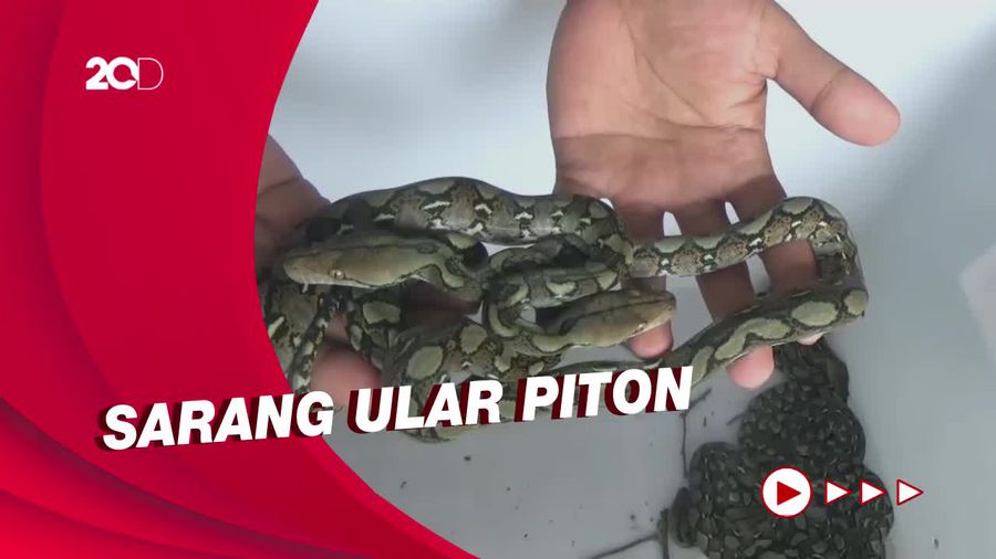 Belasan Anak Piton Teror Warga Trenggalek, Induknya Misterius