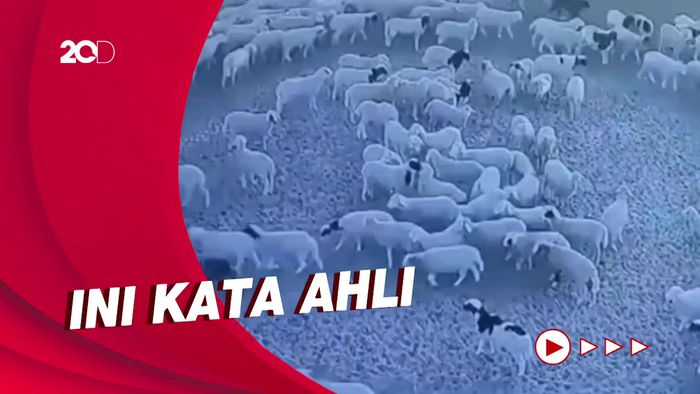 Di Balik Fenomena Domba-domba Berputar 12 Hari Non Stop