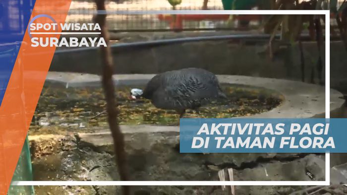 Awali Hari Dengan Beraktivitas Pagi di Taman Flora, Surabaya