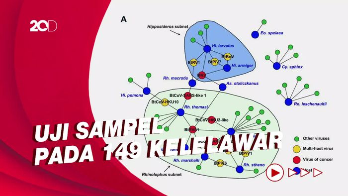 Seputar Temuan Virus Mirip Covid-19 pada Kelelawar di China Selatan