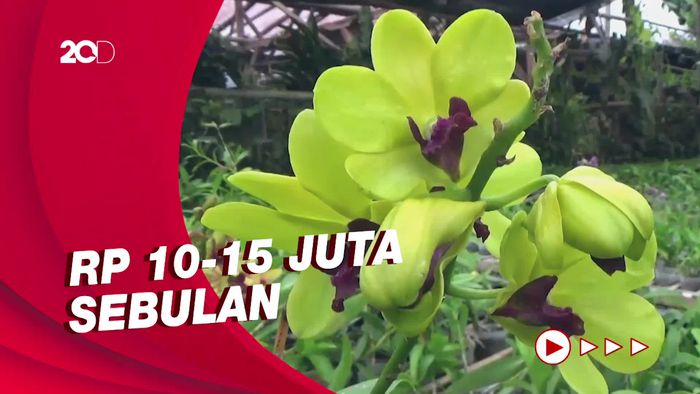 Meraup Jutaan Rupiah dari Budidaya Anggrek