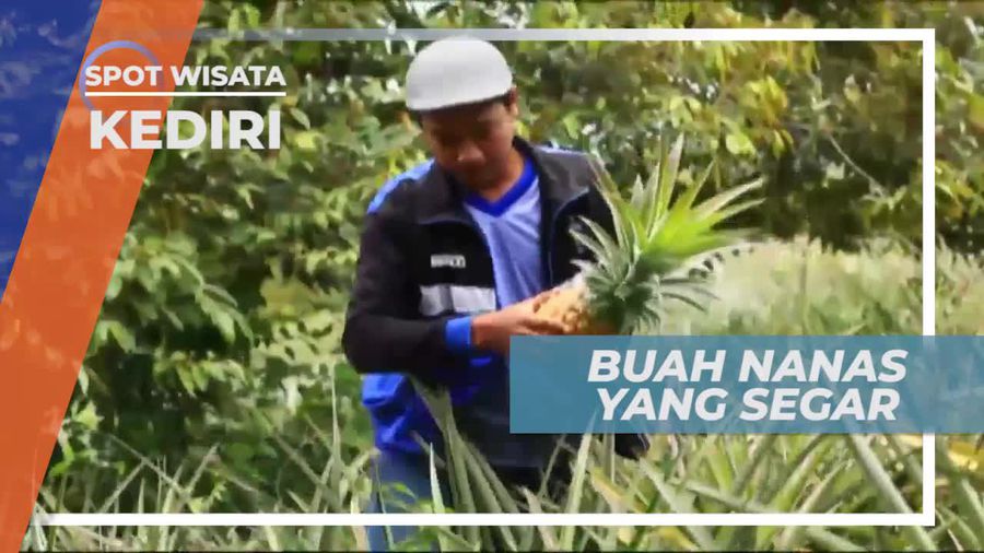 Budidaya Nanas Madu di Lereng Gunung Kelud, Kediri