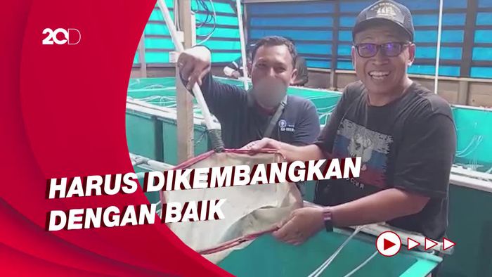 Menengok Dapur Sea Farming di Pulau Panggang
