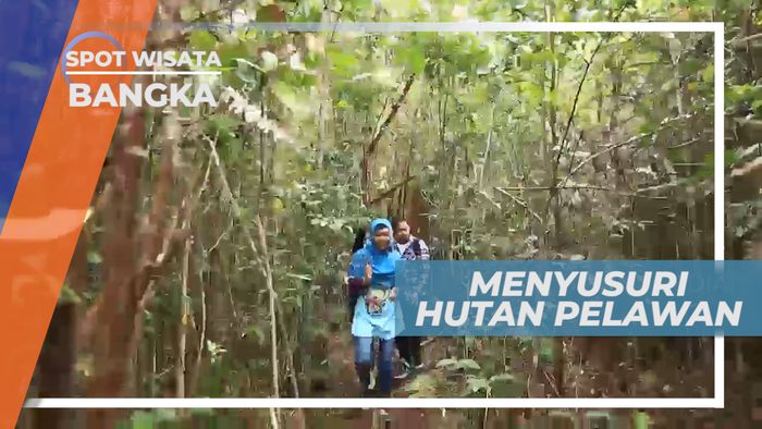 Menyusuri Indahnya Hutan Pelawan, Rumah Lebah Penghasil Madu Pahit, Bangka