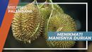 Menikmati Manisnya Durian di Sudut Kota Palembang Sumatera Selatan