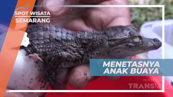 Buaya Koleksi Taman Margasatwa Semarang