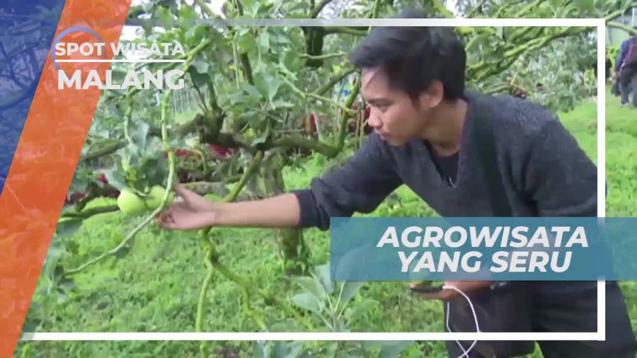 Menikmati Berbagai Aktivitas Seru di Kusuma Agro Wisata, Kota Malang