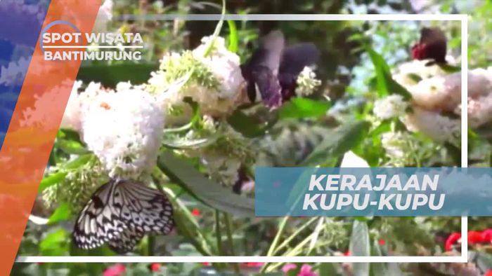 Mengunjungi Kerajaan Kupu-kupu, Bantimurung Sulawesi Selatan