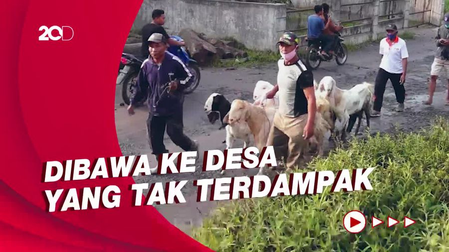 Warga Sekitar Semeru Evakuasi Hewan Ternak