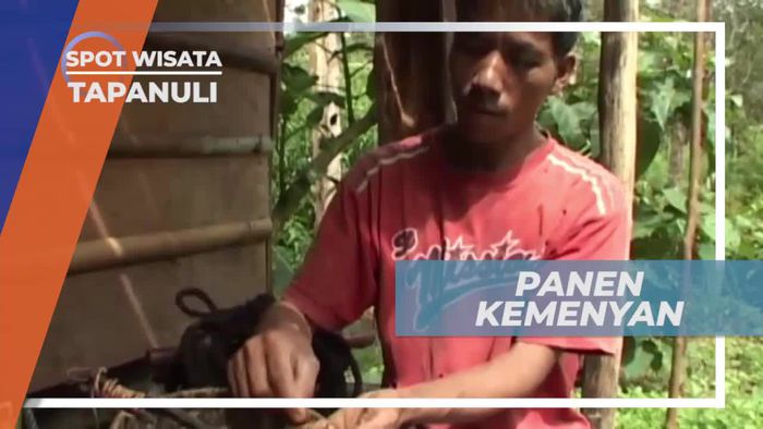 Menyadap Pohon Kemenyan di Tapanuli Utara