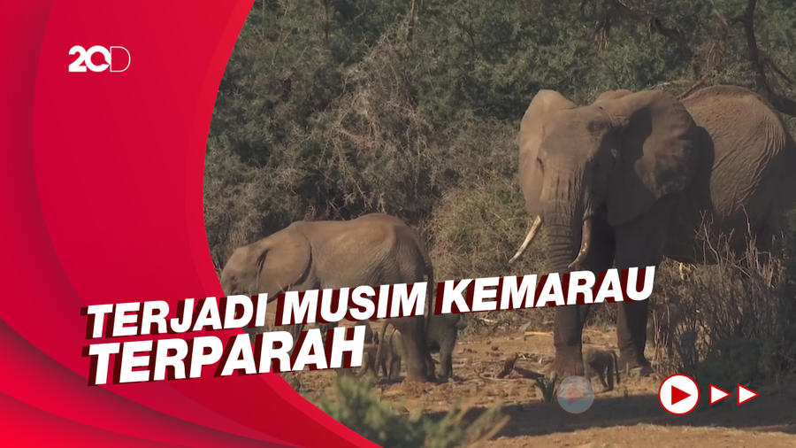 Ratusan Hewan Liar di Kenya Terancam Punah