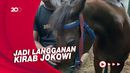 Kisah Agustin, Kuda Kesayangan Jokowi yang Dipakai Kirab Kaesang-Erina   