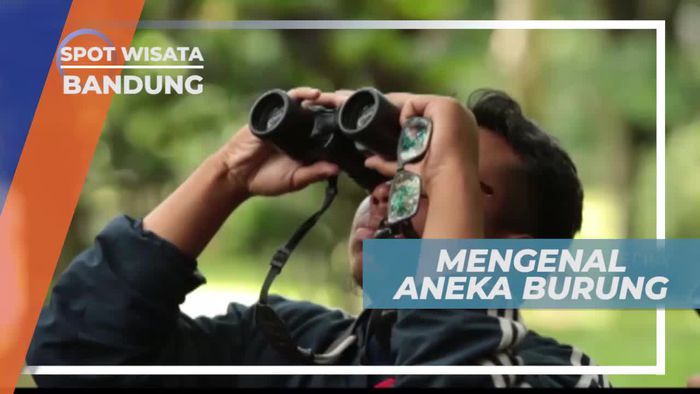 Mengenal Aneka Jenis Burung di Endemik di Konservasi, Bandung