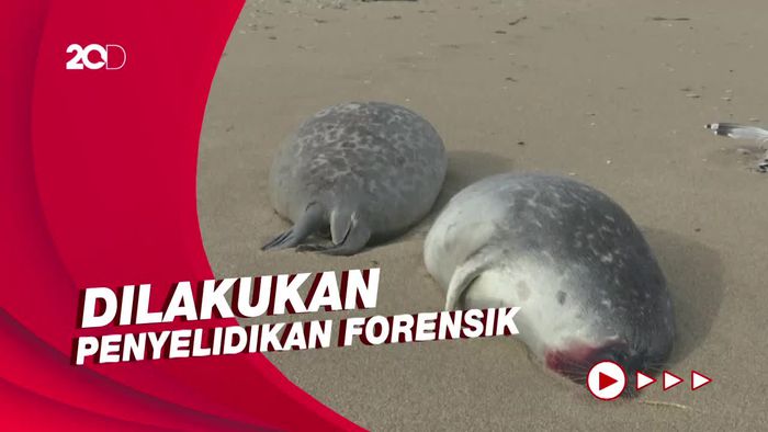 Penampakan 2.500 Anjing Laut yang Mati Misterius di Pantai Rusia