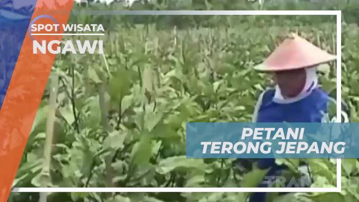 Berkunjung ke Tempat Budidaya Terong Jepang di Ngawi