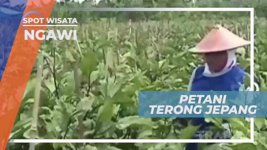 Berkunjung ke Tempat Budidaya Terong Jepang di Ngawi
