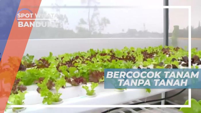 Bercocok Tanam Tanpa Tanah, Bandung