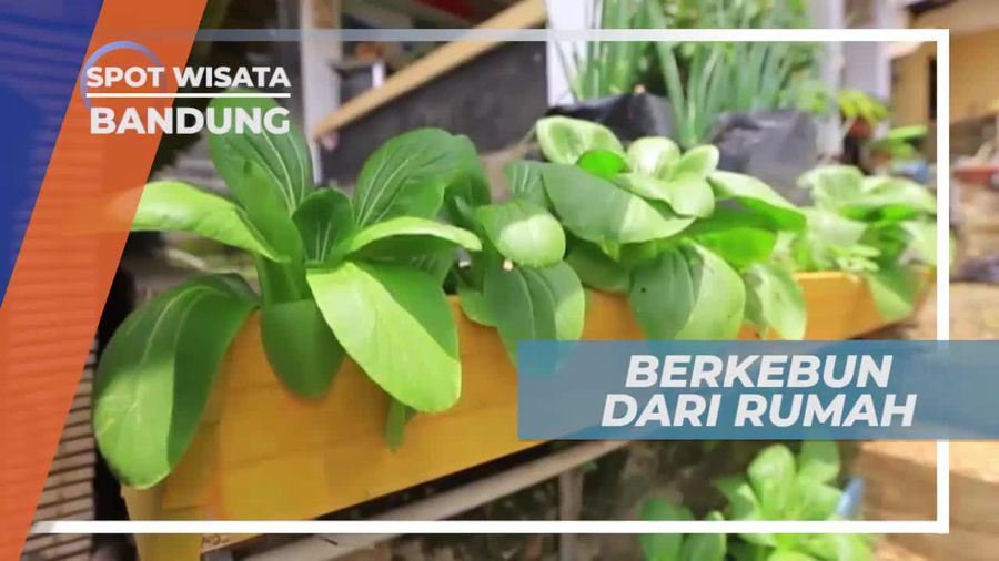 Kebun Sayur di Rumah Sendiri, Bandung