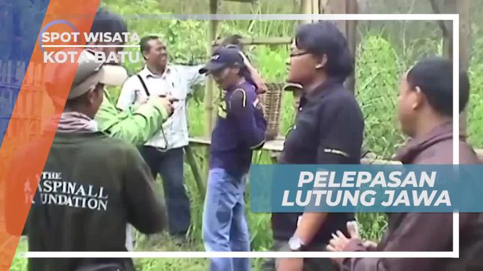 Lutung Jawa, Satwa Endemik Asli Indonesia, Kota Batu