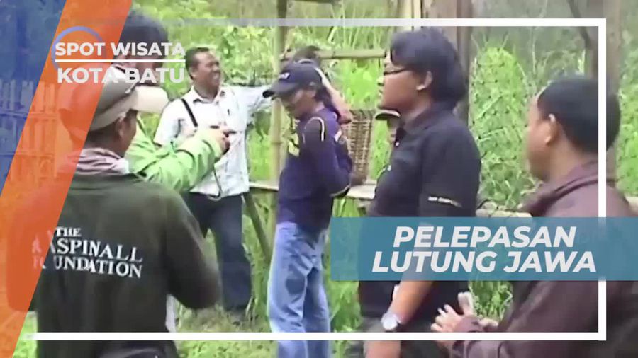 Lutung Jawa, Satwa Endemik Asli Indonesia, Kota Batu