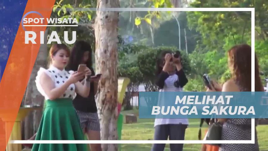 Melihat Dari Dekat Bunga Sakura di Bintan Kepulauan Riau