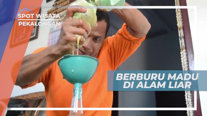 Berburu Madu di Alam Liar, Pekalongan Jawa Tengah