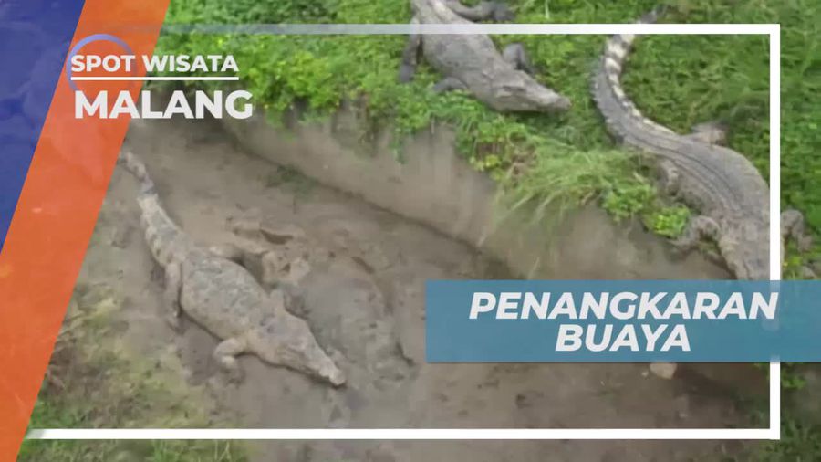 Berkunjung ke Tempat Penangkaran Buaya di Kota Malang