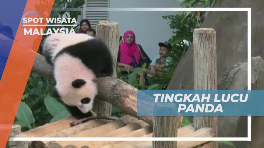 Merawat Keluarga Panda Di Kebun Binatang Nasional Malaysia
