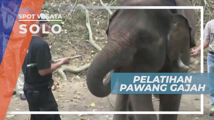 Pelatihan Pawang Gajah Dengan Peserta 27 Lembaga Konservasi, Solo