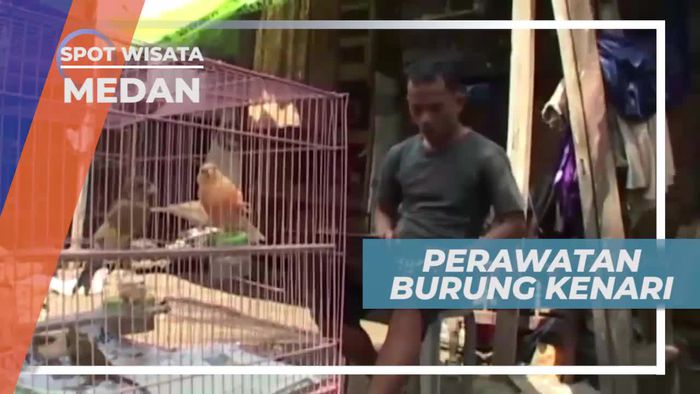 Berkenalan Lebih Dekat Dengan Burung Kenari, Medan