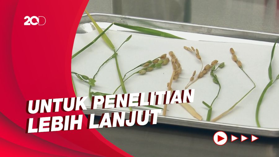 Sampel Beras dan Biji Selada yang Tumbuh di Luar Angkasa Dibawa ke Bumi