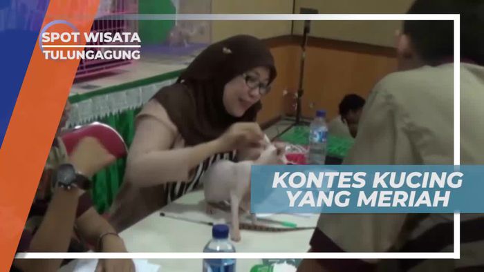 Meriahnya Kontes Kucing Tulungagung Jawa Timur