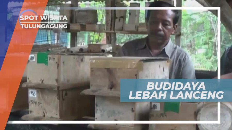Budidaya Madu Lanceng, Tulungagung Jawa Timur