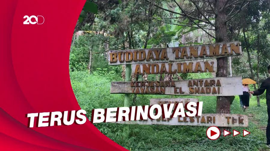 Serunya Berkebun Andaliman di Taman Eden 100 Toba