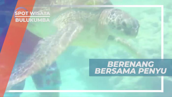 Berenang Bersama Penyu di Alam Bulukumba Sulawesi Selatan