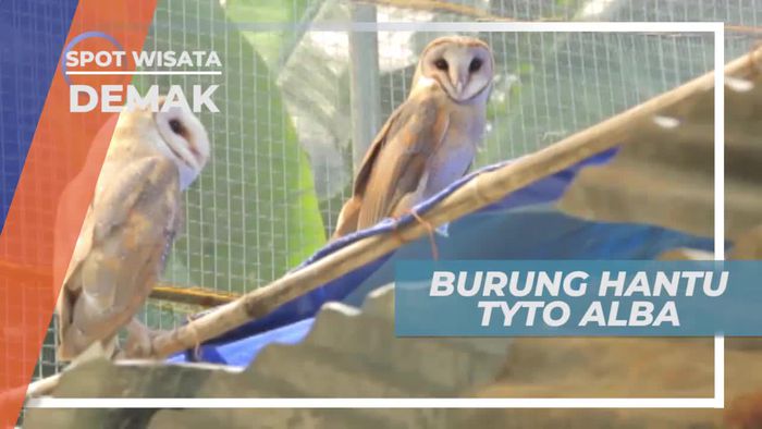 Mengenal Lebih Dekat Burung Hantu Tyto Alba di Demak