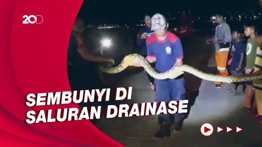 Petugas Damkar Evakuasi Ular Piton di Pelabuhan Cappa Ujung Parepare
