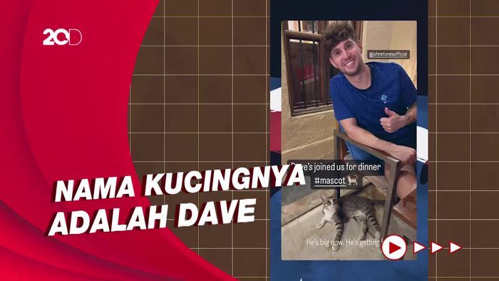 Kucing Liar yang Memikat Hati Pemain Timnas Inggris di Piala Dunia 2022