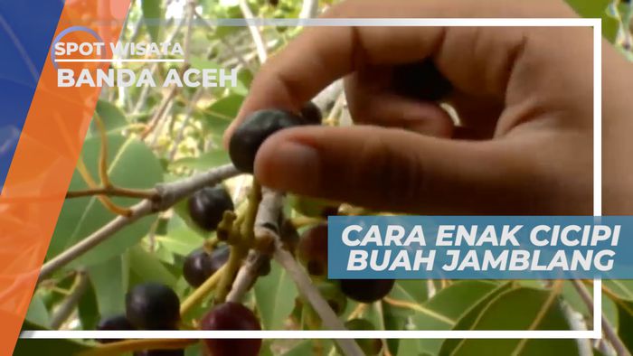 Menikmati Enaknya Buah Jamblang, Banda Aceh