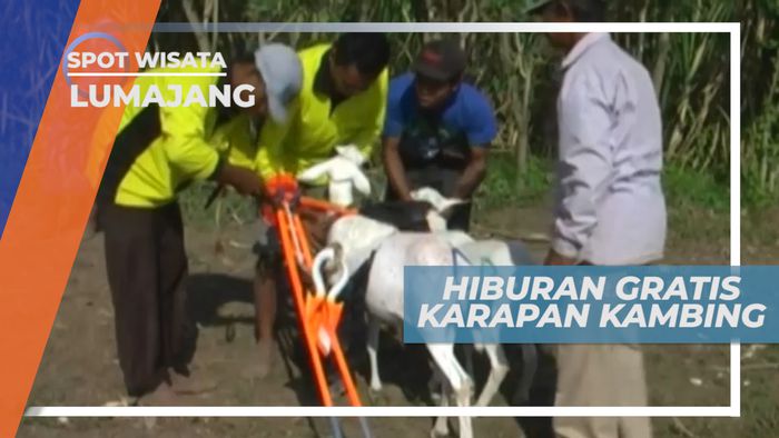 Karapan Kambing, Hiburan Rakyat Lumajang yang Meriah
