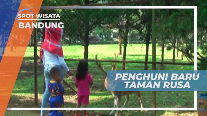 Rusa Tutul, Binatang Lucu Penghuni Taman Rusa, Bandung