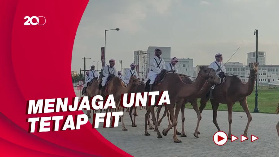 Melihat Ratusan Unta Olahraga di Corniche Doha