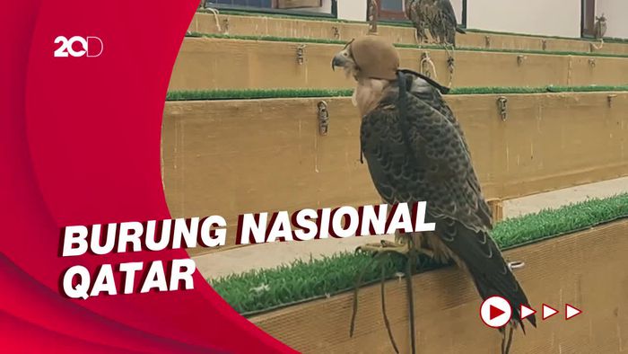 Berkunjung ke Falcon Souq, Pusat Jual Beli Burung Falcon di Doha