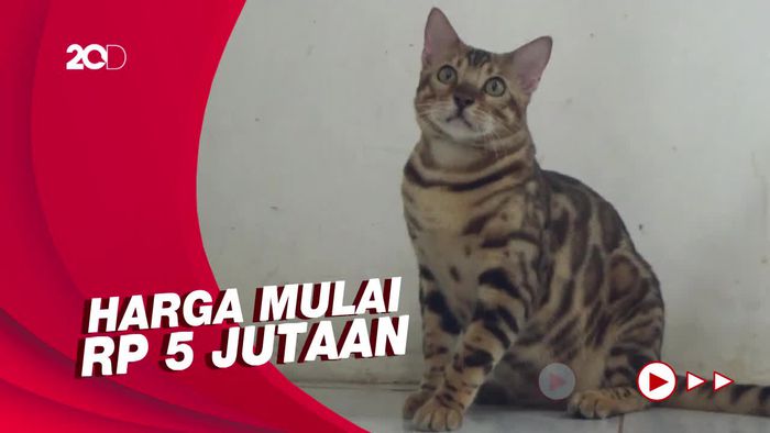 Jualan Kucing Bengal Cuan Hingga Belasan Juta Rupiah